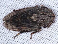 Stenocotis depressa