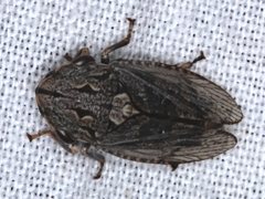 Stenocotis depressa