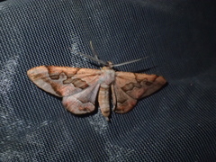 Hypochrosis binexata