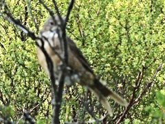 Pachycephala olivacea