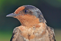 House Swallow photo 1