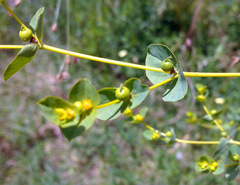Euphorbia microsphaera