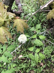 Actaea rubra