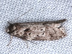 Ericrypsina chorodoxa