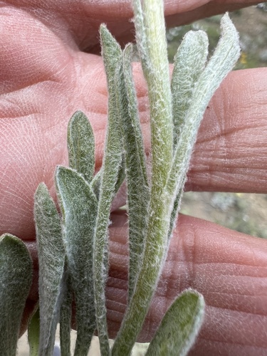 Image of Stenotus lanuginosus by no rights reserved