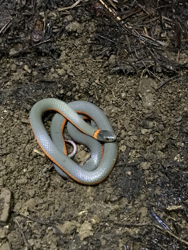 iNaturalist observation photo of Ring-necked Snake