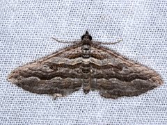 Chrysolarentia severata