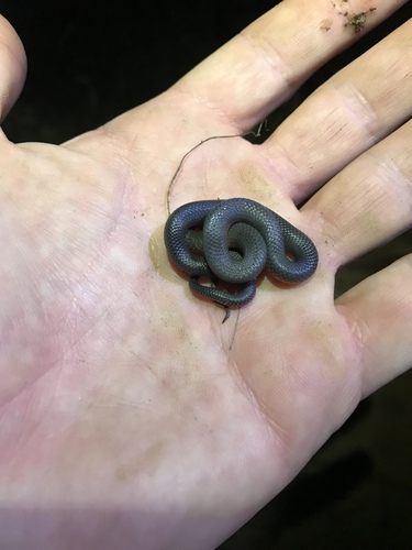 iNaturalist observation photo of Ring-necked Snake