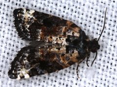 Asthenoptycha iriodes