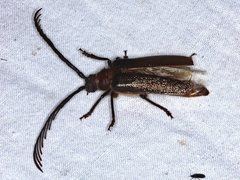 Enneaphyllus aeneipennis