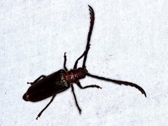 Enneaphyllus aeneipennis