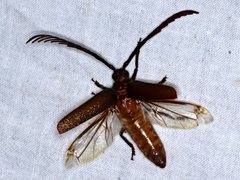 Enneaphyllus aeneipennis