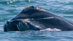 Eubalaena glacialis