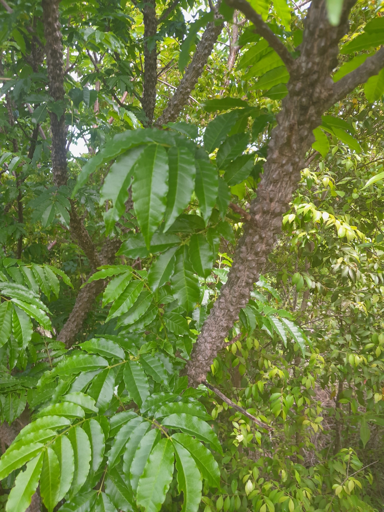 Imagem de Mamica-de-cadela