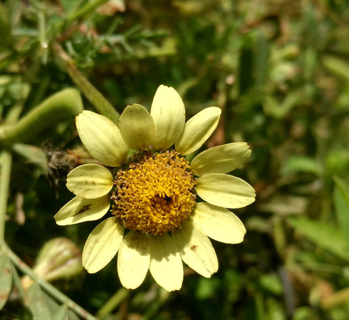 Anacyclus radiatus