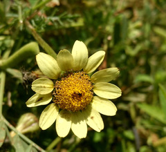 Anacyclus radiatus