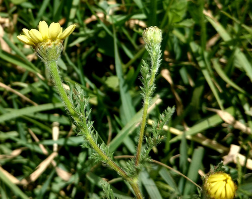 Anacyclus radiatus