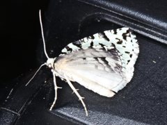 Archephanes zalosema