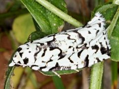 Archephanes zalosema