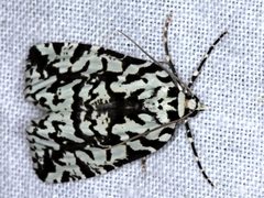 Archephanes zalosema