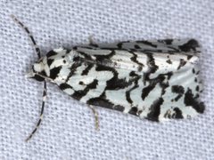 Archephanes zalosema