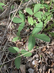 Fragaria virginiana glauca