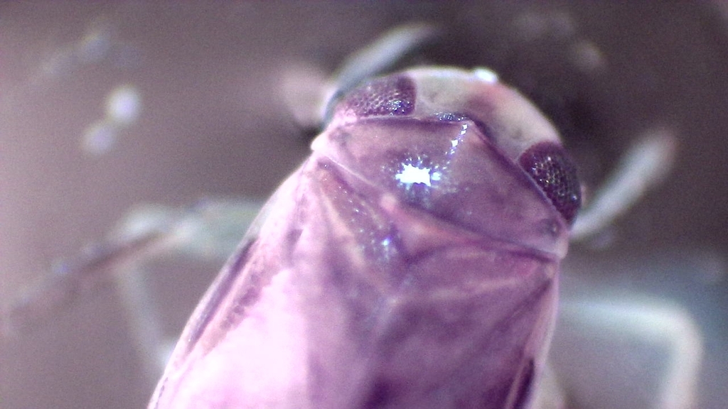 Micronecta Raccolte Micronecta from Кузнецкий р-н, Пензенская обл., Россия on June 18, 2024 ...