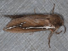 Abantiades latipennis