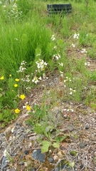 Arabidopsis arenosa arenosa