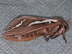 Abantiades latipennis