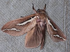 Abantiades latipennis