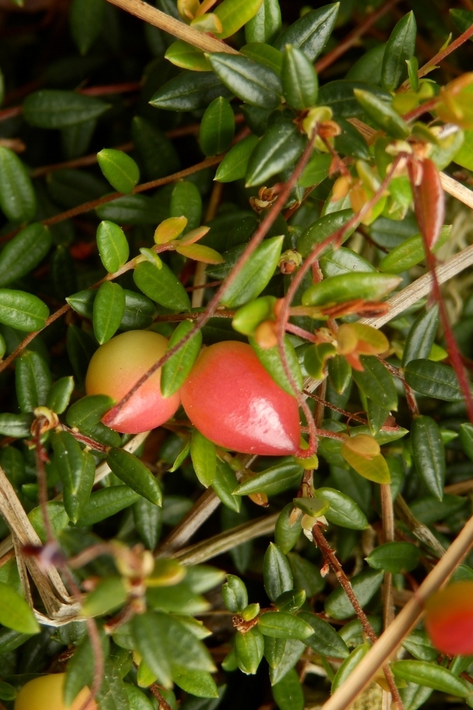 その他 Arabia Botanica 41 Vaccinium oxycoccos Vaccinium oxycoccos: Systematics, Habitat, Cultivation