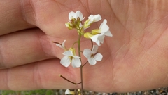 Arabidopsis arenosa arenosa