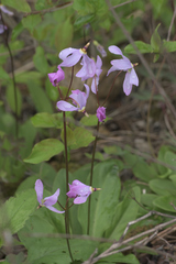 Primula fassettii