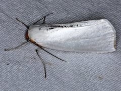 Thalaina selenaea