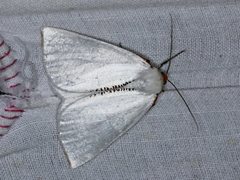 Thalaina selenaea