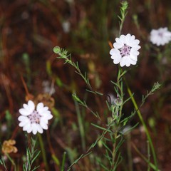 Blepharipappus scaber