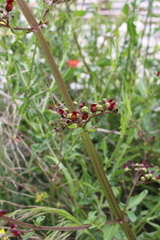 Scrophularia auriculata