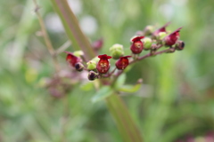 Scrophularia auriculata