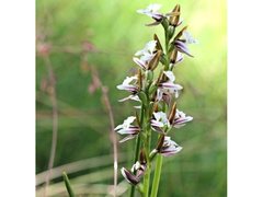Prasophyllum suttonii