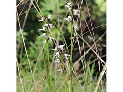 Prasophyllum suttonii