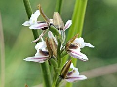 Prasophyllum suttonii