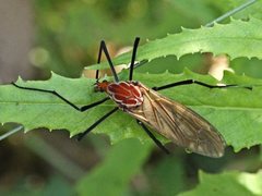 Clytocosmus edwardsi