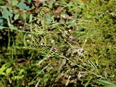 Senecio gunnii