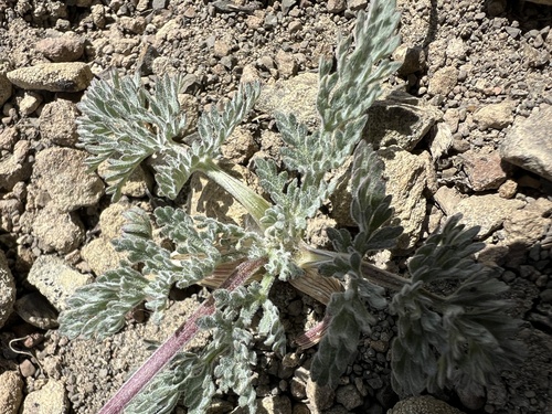 Image of Lomatium watsonii by no rights reserved