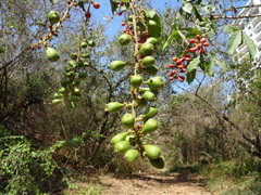 Paullinia sessiliflora