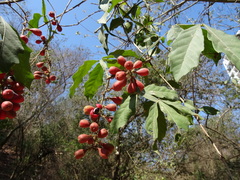 Paullinia sessiliflora