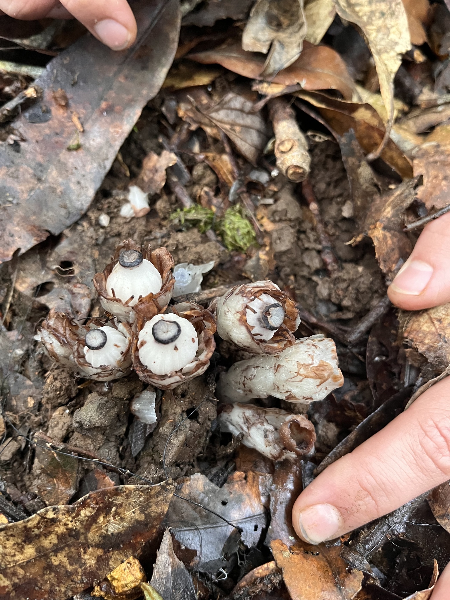 Monotropastrum humile — ảnh 3