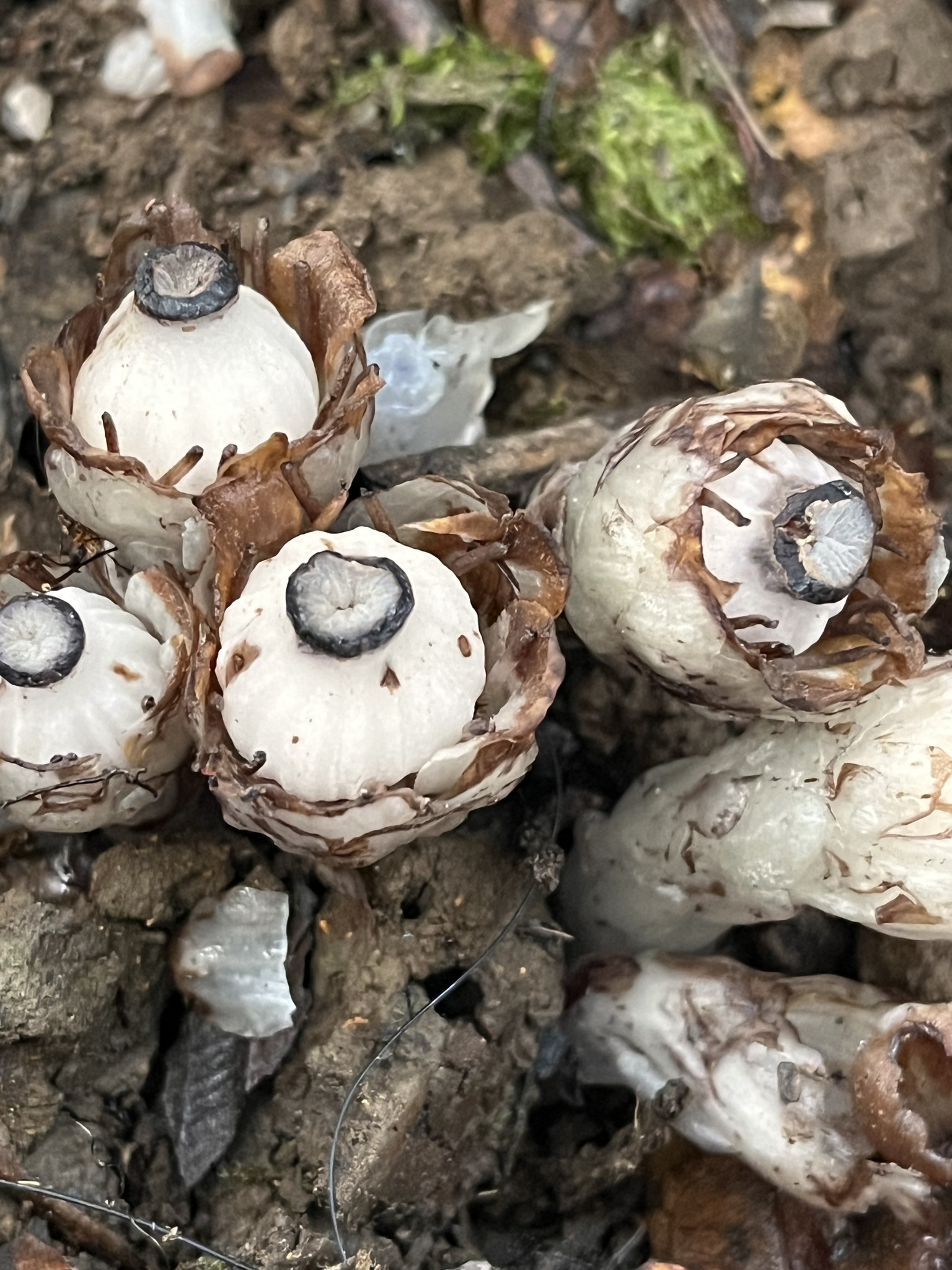 Monotropastrum humile — ảnh 2