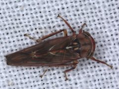 Rosopaella kirkaldyi